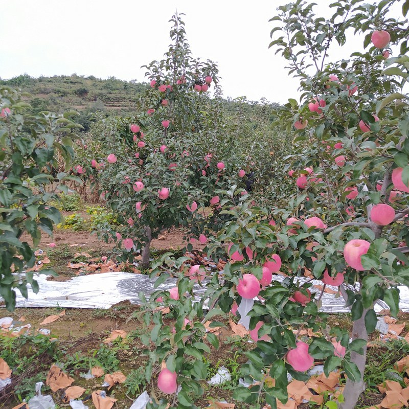 辽宁绥中嘎啦苹果主产区，早熟嘎啦苹果，红嘎啦苹果精品货源