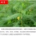 绿肥鼠茅草种子果园绿肥种子抑制杂草改善土壤鼠茅草种籽