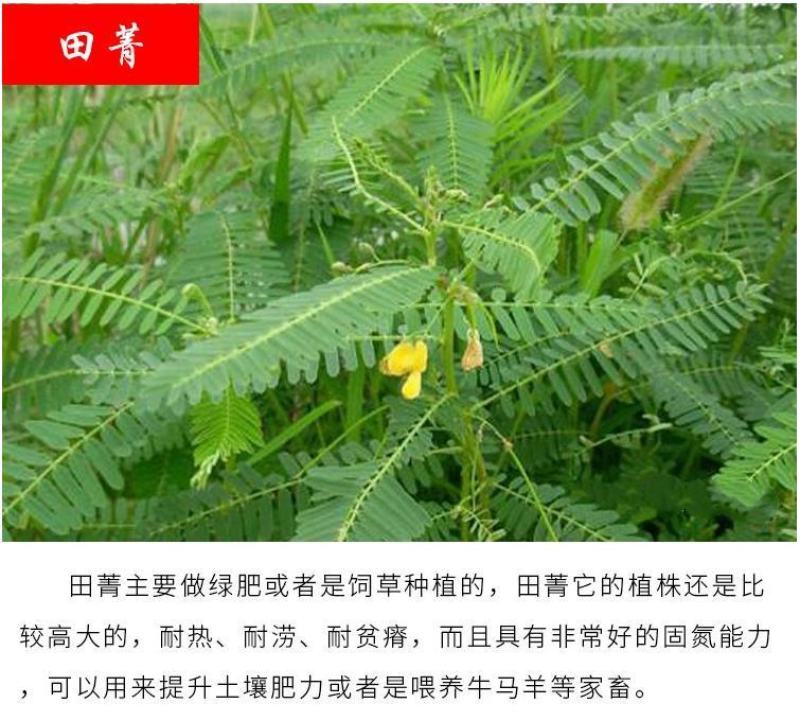 绿肥鼠茅草种子果园绿肥种子抑制杂草改善土壤鼠茅草种籽