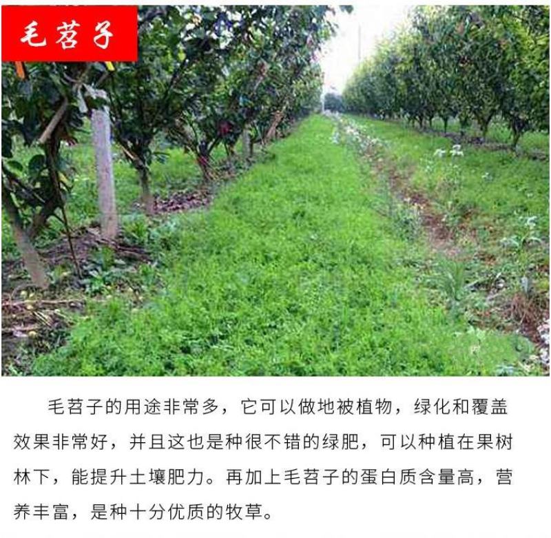 绿肥鼠茅草种子果园绿肥种子抑制杂草改善土壤鼠茅草种籽