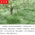 绿肥鼠茅草种子果园绿肥种子抑制杂草改善土壤鼠茅草种籽