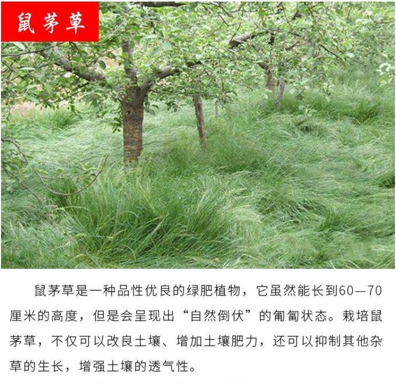 绿肥鼠茅草种子果园绿肥种子抑制杂草改善土壤鼠茅草种籽