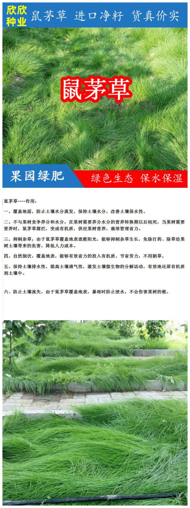 绿肥鼠茅草种子果园绿肥种子抑制杂草改善土壤鼠茅草种籽