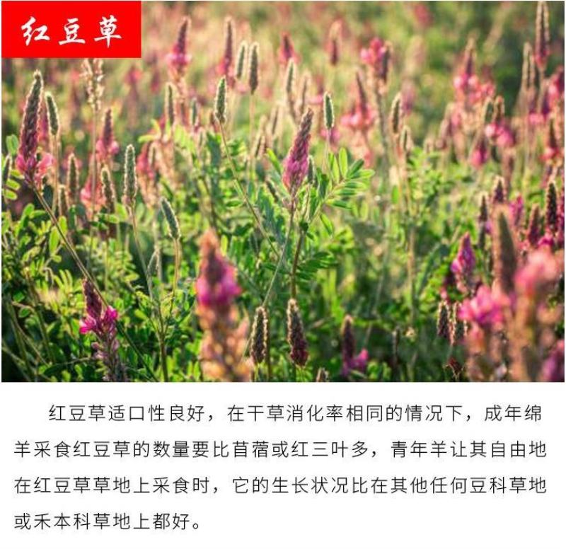 绿肥鼠茅草种子果园绿肥种子抑制杂草改善土壤鼠茅草种籽