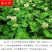绿肥鼠茅草种子果园绿肥种子抑制杂草改善土壤鼠茅草种籽