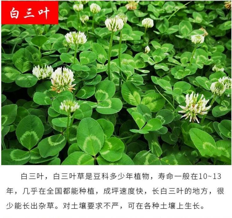 绿肥鼠茅草种子果园绿肥种子抑制杂草改善土壤鼠茅草种籽
