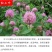绿肥鼠茅草种子果园绿肥种子抑制杂草改善土壤鼠茅草种籽