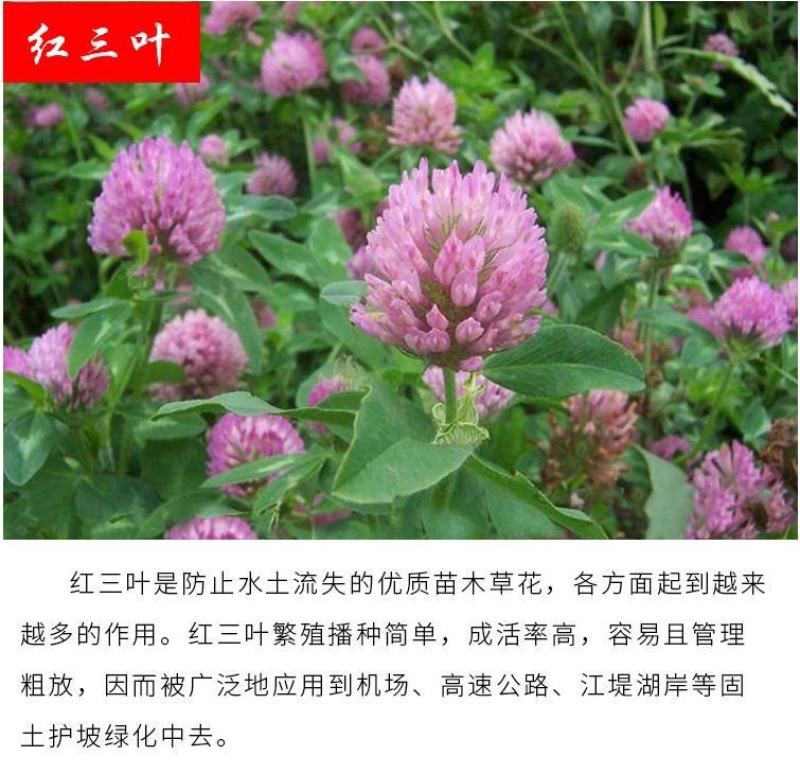 绿肥鼠茅草种子果园绿肥种子抑制杂草改善土壤鼠茅草种籽