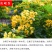 绿肥鼠茅草种子果园绿肥种子抑制杂草改善土壤鼠茅草种籽