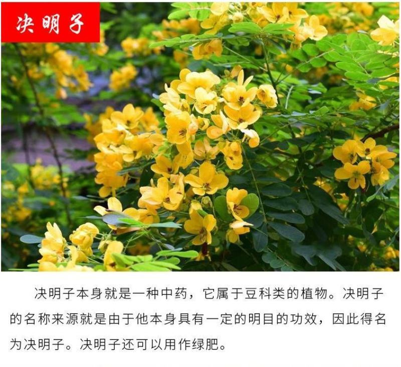 绿肥鼠茅草种子果园绿肥种子抑制杂草改善土壤鼠茅草种籽