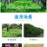 绿肥鼠茅草种子果园绿肥种子抑制杂草改善土壤鼠茅草种籽