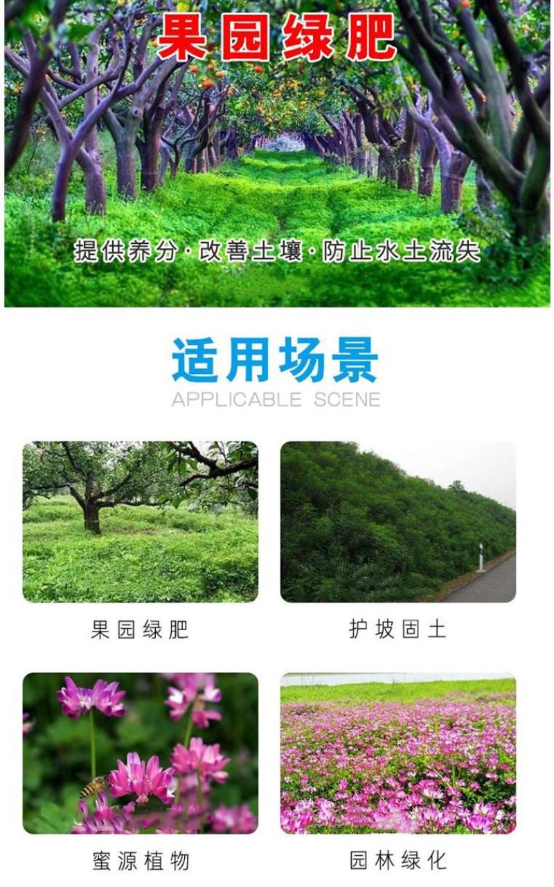 绿肥鼠茅草种子果园绿肥种子抑制杂草改善土壤鼠茅草种籽