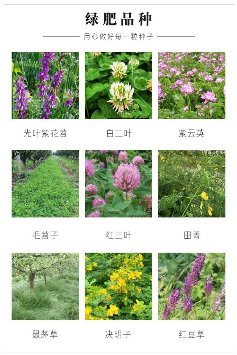 绿肥鼠茅草种子果园绿肥种子抑制杂草改善土壤鼠茅草种籽