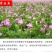 绿肥鼠茅草种子果园绿肥种子抑制杂草改善土壤鼠茅草种籽