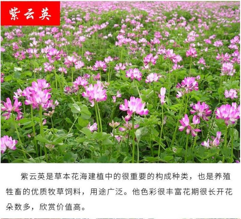 绿肥鼠茅草种子果园绿肥种子抑制杂草改善土壤鼠茅草种籽