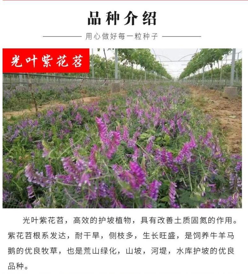 绿肥鼠茅草种子果园绿肥种子抑制杂草改善土壤鼠茅草种籽