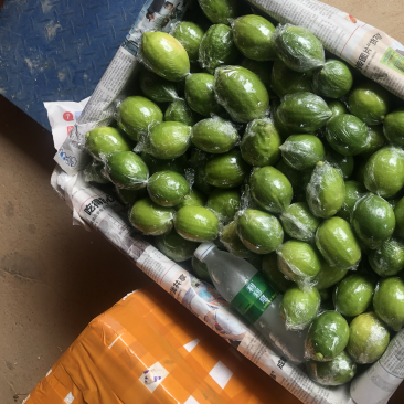香水柠檬