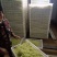 【精选】南阳金银花苗一站全程服务种植采摘烘烤回收售后无忧