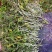 铁皮石斛鲜条
