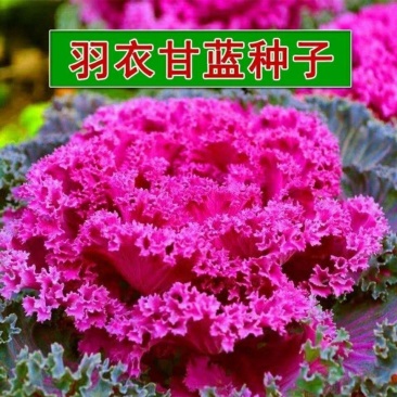 羽衣甘蓝种子羽叶甘蓝种子阳台盆栽大田易种四季可播耐寒蔬菜