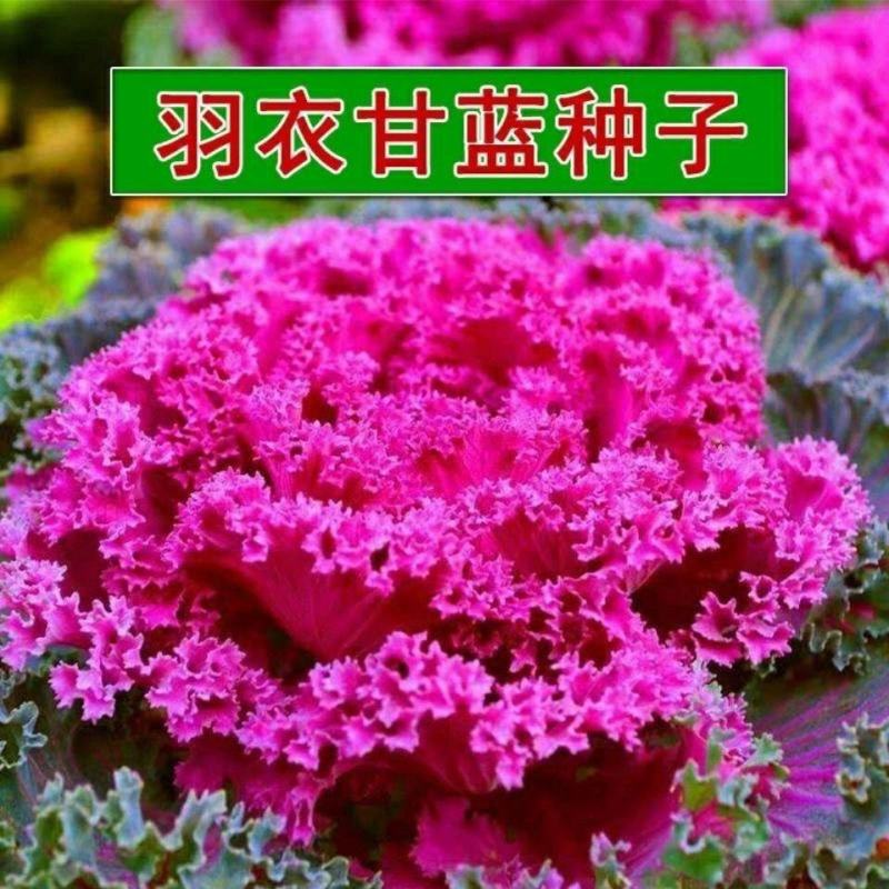 羽衣甘蓝种子羽叶甘蓝种子阳台盆栽大田易种四季可播耐寒蔬菜