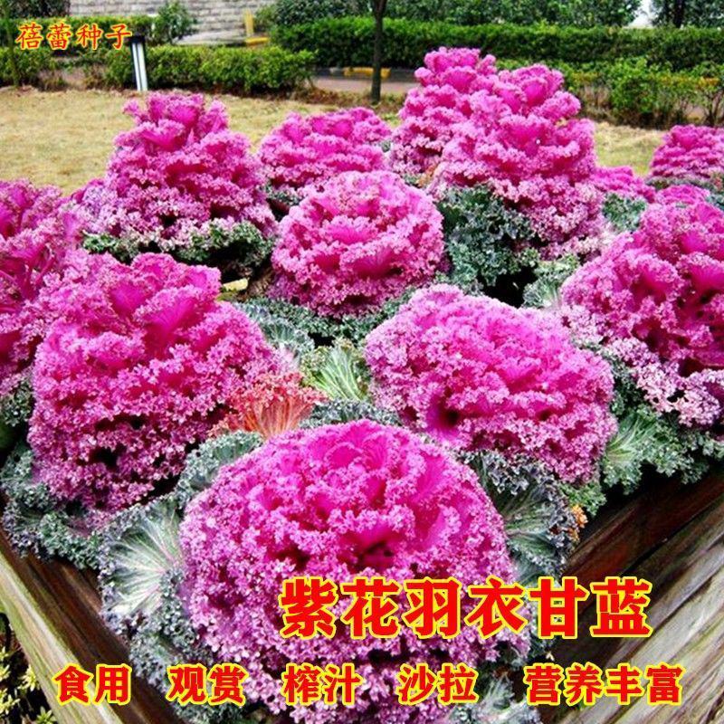 羽衣甘蓝种子羽叶甘蓝种子阳台盆栽大田易种四季可播耐寒蔬菜
