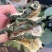 瓜蒌实瓜蒌栝蒌实瓜蒌片青瓜蒌栝楼片天花粉