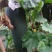 黑皮掉东瓜，基地种植，种植面积大代发全国各地
