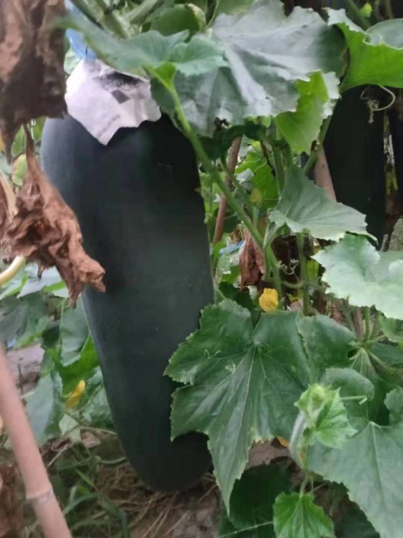 黑皮掉东瓜，基地种植，种植面积大代发全国各地