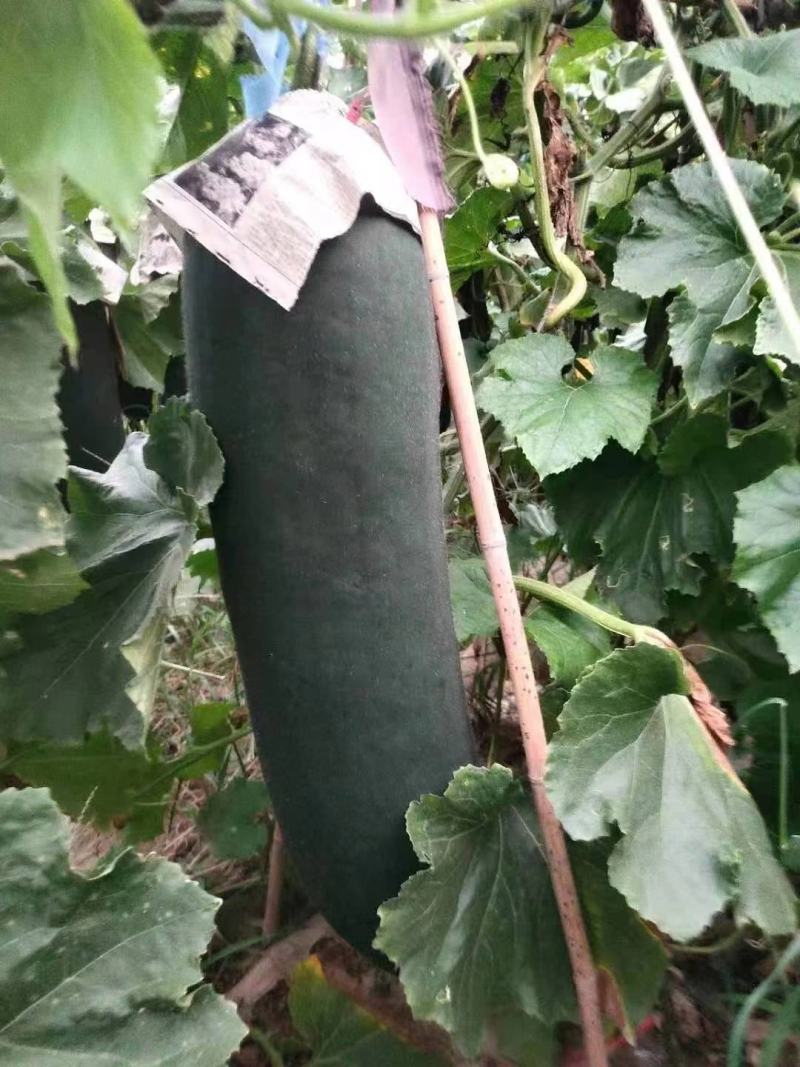 黑皮掉东瓜，基地种植，种植面积大代发全国各地