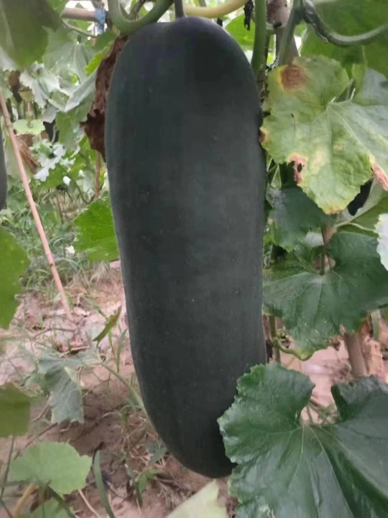黑皮掉东瓜，基地种植，种植面积大代发全国各地