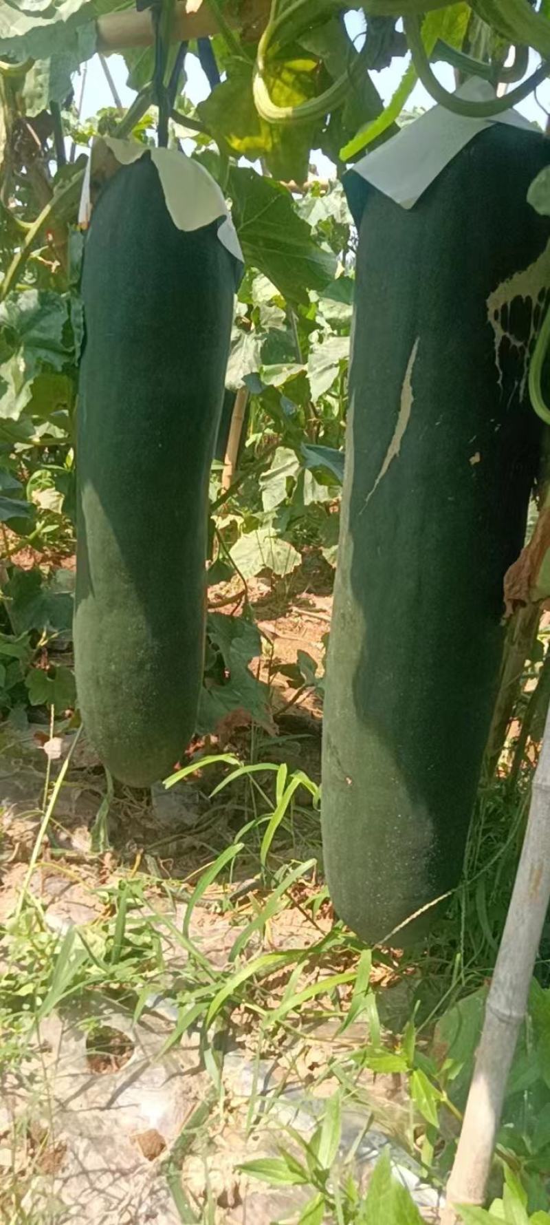 黑皮掉东瓜，基地种植，种植面积大代发全国各地