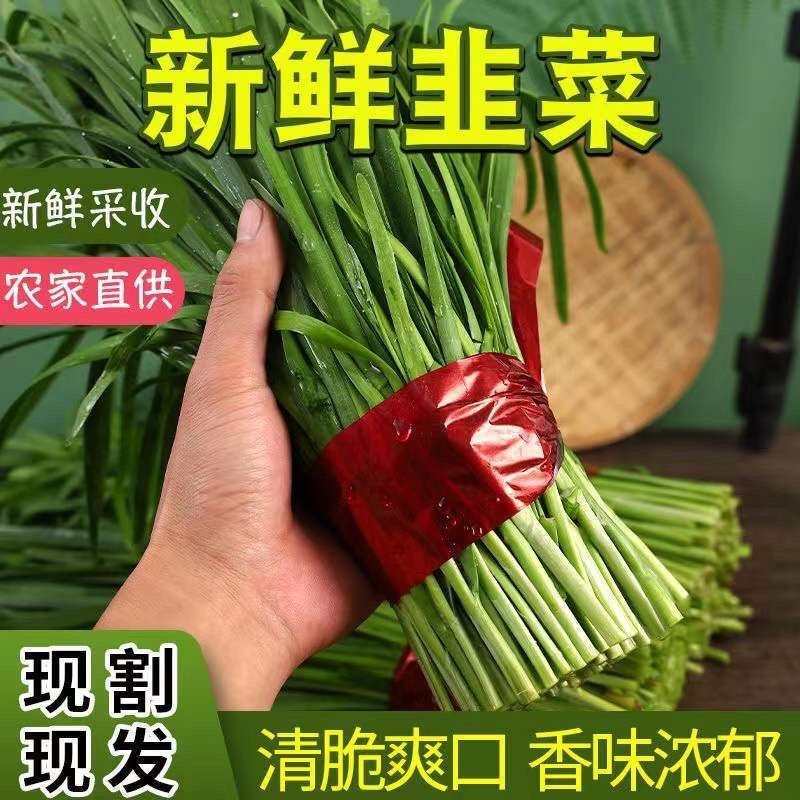 韭菜大量上市，现割现发，货源充足，欢迎采购