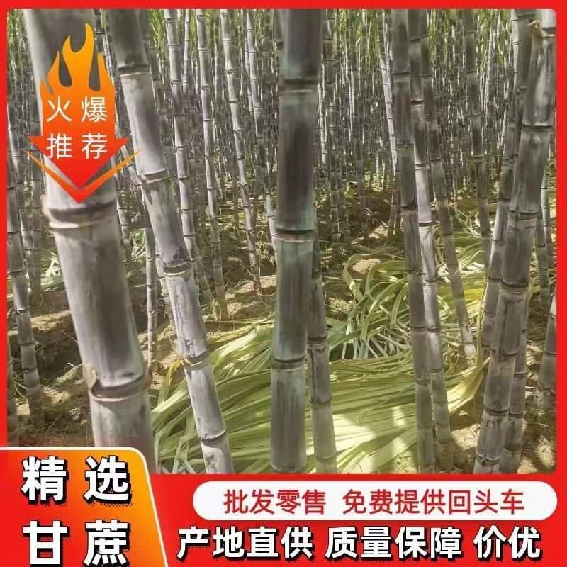 黑皮甘蔗基地直发，批发零售，保证质量，免费提供回头车
