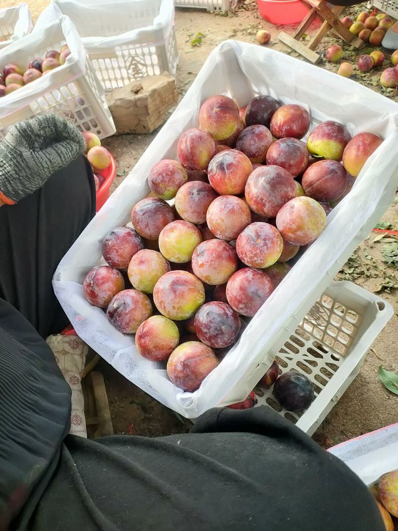安格诺李子。原产地直供，量大质优，需要的老板咨询