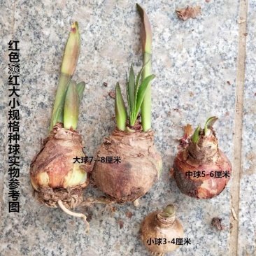 重瓣朱顶红种球庭院阳台多年生盆栽花卉种球土朱种根批发