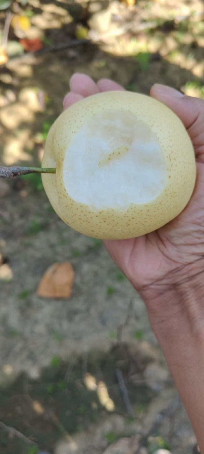 黄金梨大量上市了
