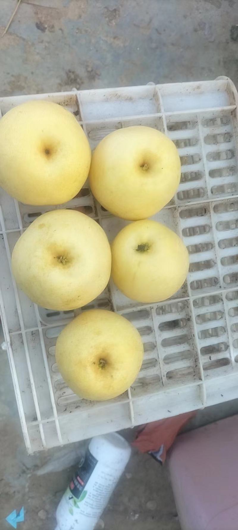 黄金梨大量上市了