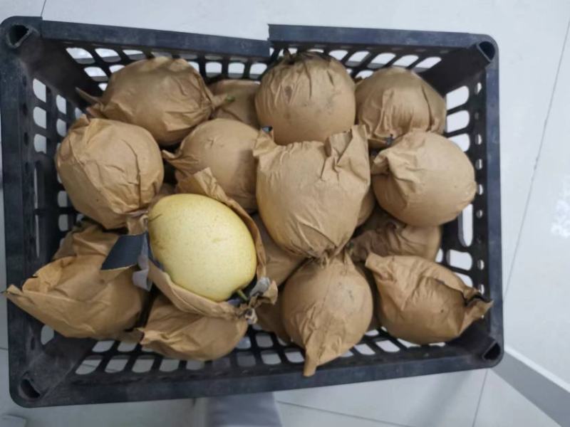 黄金梨大量上市了