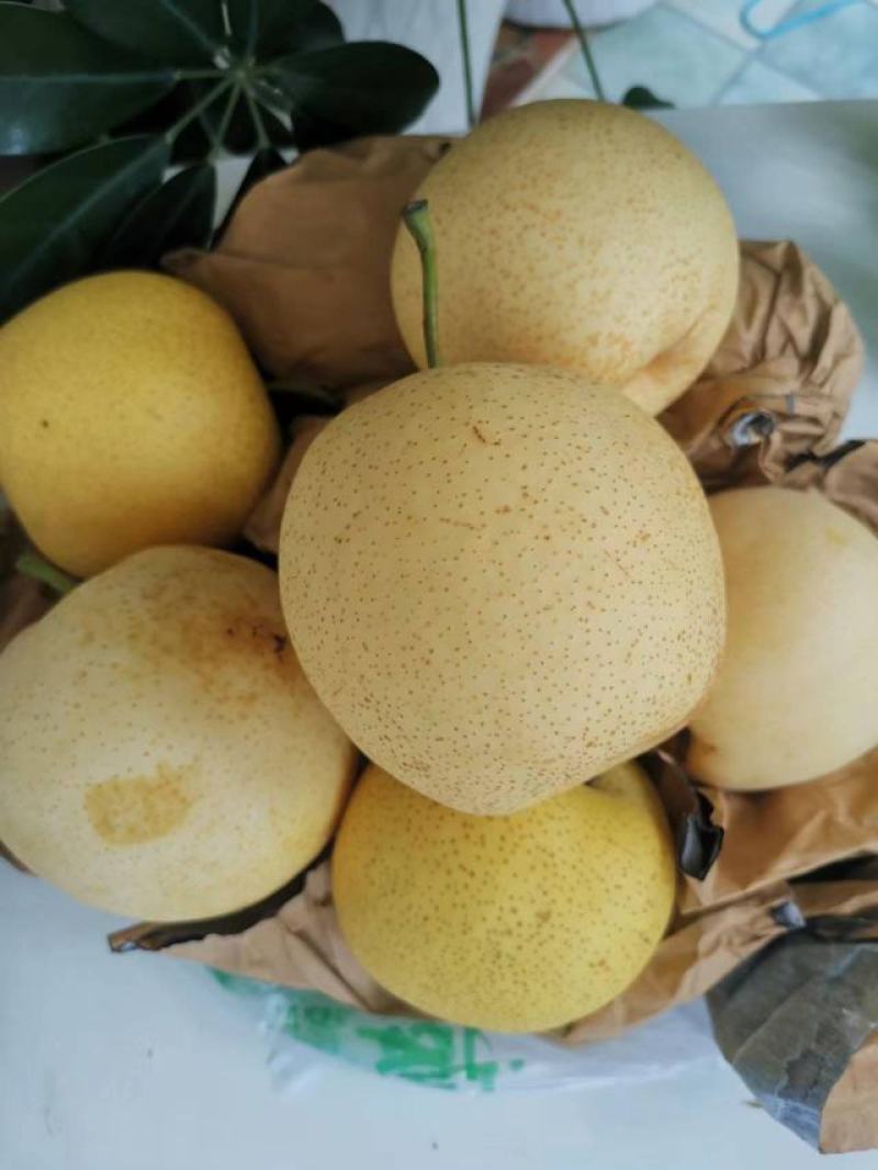 黄金梨大量上市了