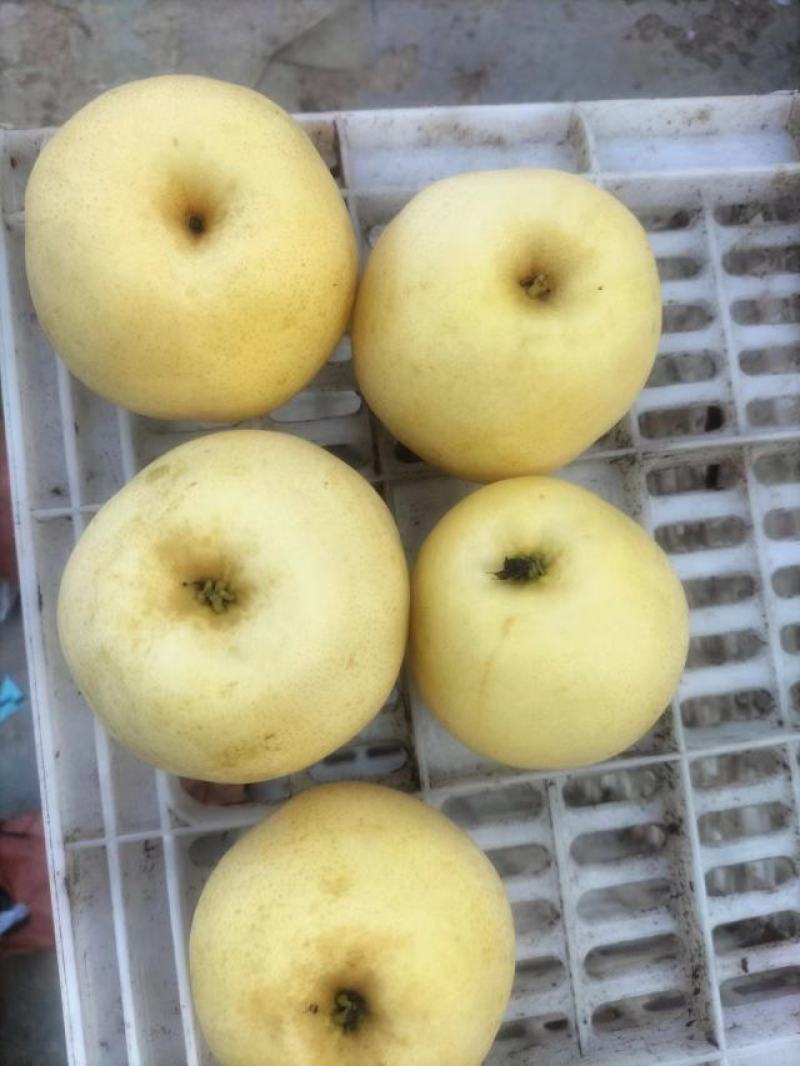 黄金梨大量上市了