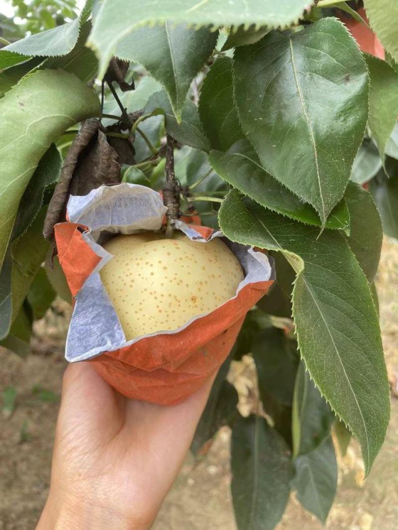 黄金梨大量上市了