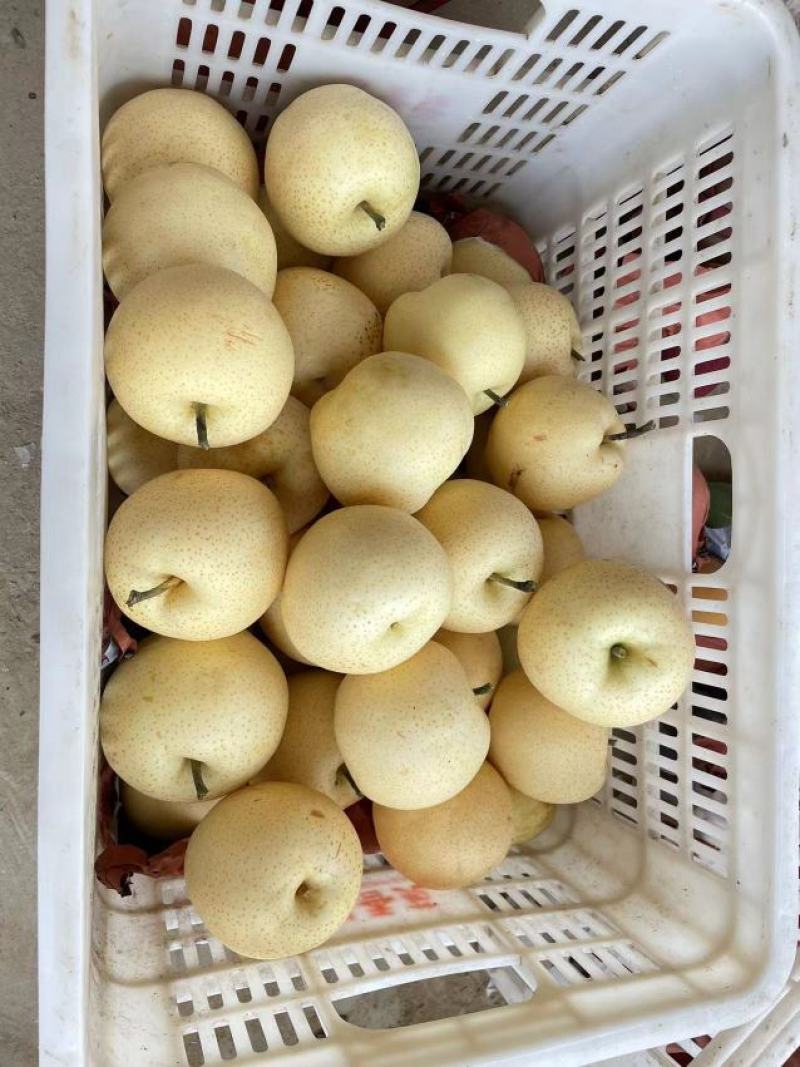 黄金梨大量上市了