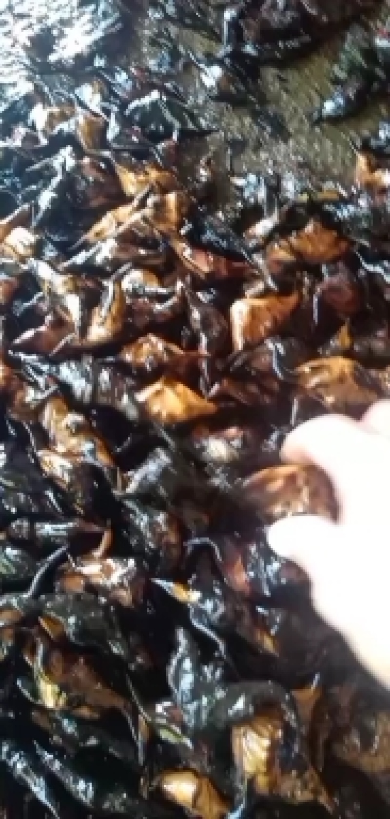 脱皮凌角