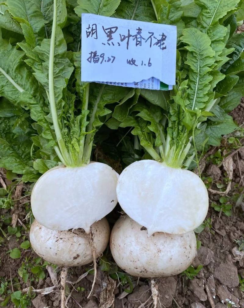 耐寒耐抽苔黑叶春不老萝卜种子黑叶圆白萝卜种子