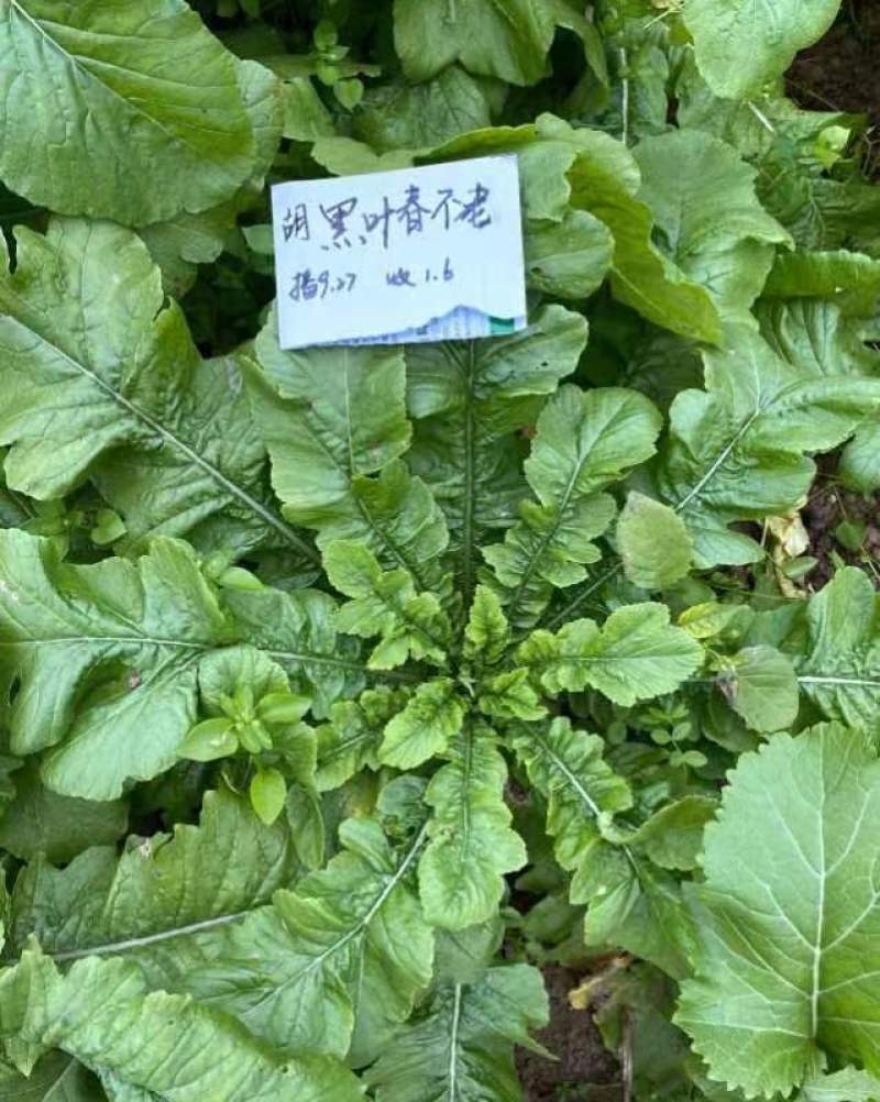 耐寒耐抽苔黑叶春不老萝卜种子黑叶圆白萝卜种子