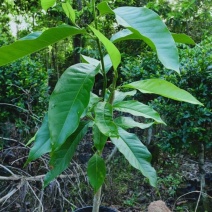 白玉兰嫁接苗白玉兰盆栽，庭院，阳台，四季常绿