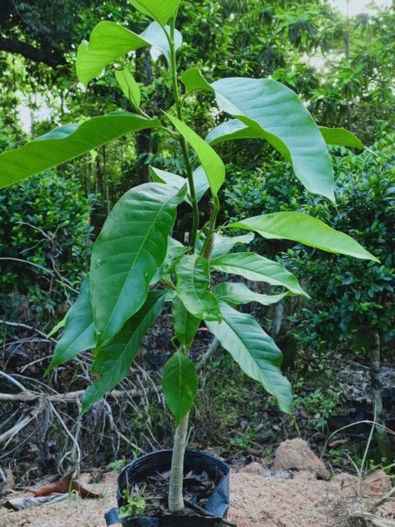 白玉兰嫁接苗白玉兰盆栽，庭院，阳台，四季常绿