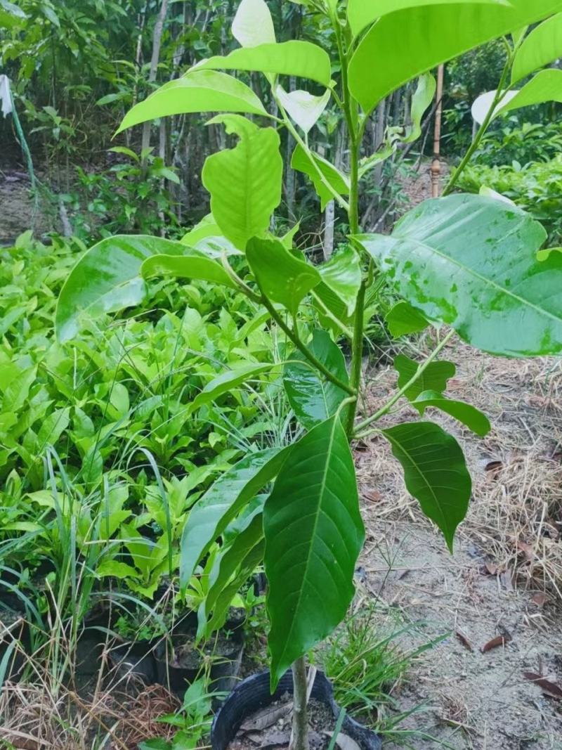 白玉兰嫁接苗白玉兰盆栽，庭院，阳台，四季常绿