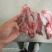 羔羊寸骨羊蝎子鲜货冷冻发货常年供应，可以对接全国